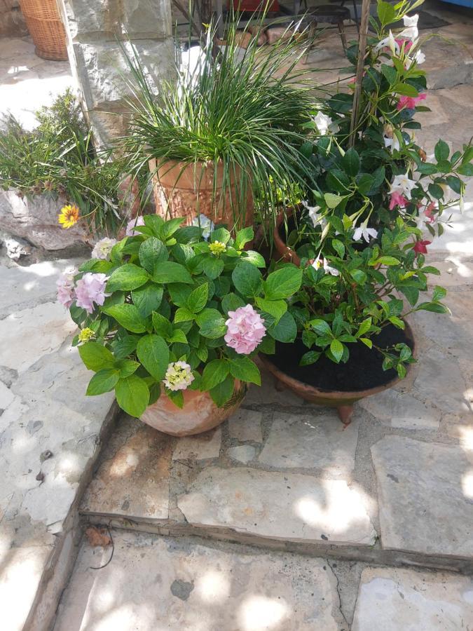 Sea-Side Old Stone Villa With A Private Garden Budva Exterior foto